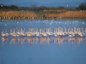 ΘΡΑΚΗ - ΠΟΜΑΚΟΧΩΡΙΑ - ΞΑΝΘΗ - ΔΕΛΤΑ ΕΒΡΟΥ