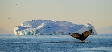 Κρουαζιέρα στην Ανταρκτική… Με Πυξίδα το Νότιο Σέλας Aurora Australis